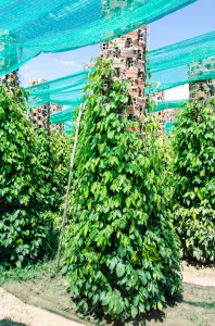 20140715-233602-1280R