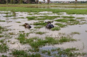 20140720-030606-1280R